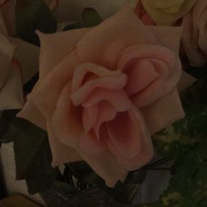 Meet your Posher, Tanya